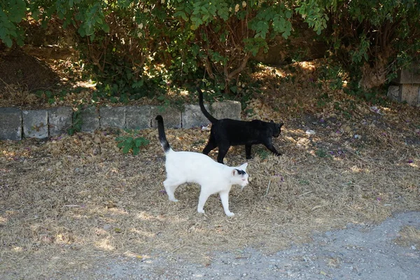 希腊罗得岛的中世纪城市住着无家可归的短毛猫 — 图库照片
