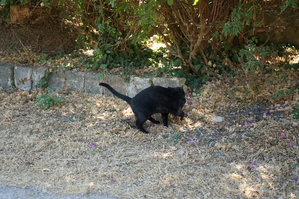 Shorthair Kedisi Yunanistan Rodos Kentinde Yaşıyor — Stok fotoğraf
