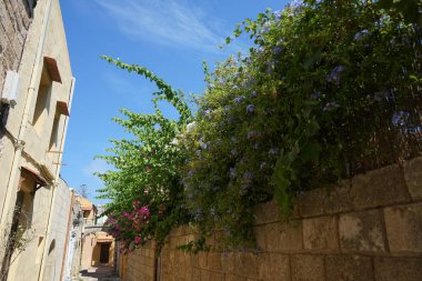 Ortaçağ Rodos şehrinde Bougainvillea spektabilis ve Plumbago auriculata çiçekleri. Plumbago auriculata, Pelerin Leadwort, Plumbaginaceae familyasından bir bitki türü. Yunanistan