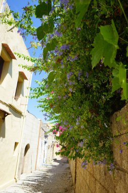 Ortaçağ şehri Rodos 'ta Plumbago Auriculata' nın mavi çiçekleri. Plumbago auriculata, Pelerin Leadwort, Plumbaginaceae familyasından bir bitki türü. Yunanistan 