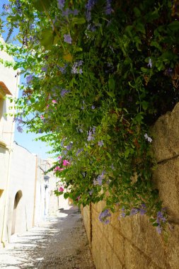 Ortaçağ şehri Rodos 'ta Plumbago Auriculata' nın mavi çiçekleri. Plumbago auriculata, Pelerin Leadwort, Plumbaginaceae familyasından bir bitki türü. Yunanistan 