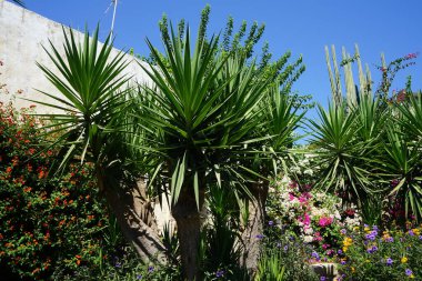 Yunanistan 'ın tarihi Rodos kentinde, Akdeniz bitki örtüsü ve çiçeklerin açtığı güzel bir bahçe  