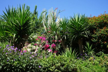 Yunanistan 'ın tarihi Rodos kentinde, Akdeniz bitki örtüsü ve çiçeklerin açtığı güzel bir bahçe  