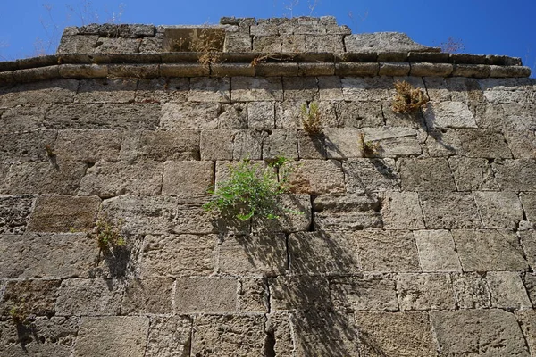 Plantes Sur Mur Bâtiment Médiéval Dans Ville Historique Rhodes Grèce — Photo