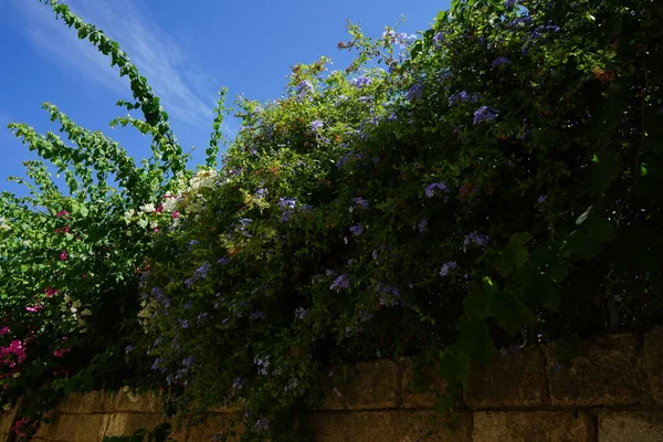 Blaue Blüten Von Plumbago Auriculata Der Mittelalterlichen Stadt Rhodos Plumbago — Stockfoto