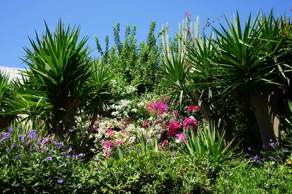 Vacker Trädgård Med Medelhavsvegetation Och Blommor Blommar September Den Historiska — Stockfoto