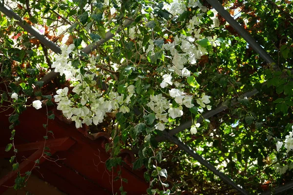 White Bougainvillea Medieval City Rhodes Bougainvillea Genus Thorny Ornamental Vines — Foto Stock