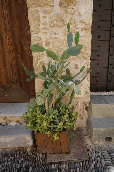 ギリシャのロードス中世都市のドアの花の鍋に耐乾性のサボテンや多肉植物 — ストック写真
