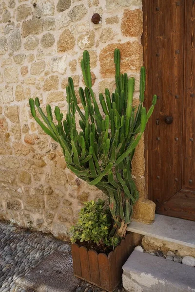 ギリシャのロードス中世都市のドアの花の鍋に耐乾性のサボテンや多肉植物 — ストック写真