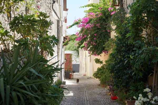 Caddede Bir Kedi Bougainvillea Spektabilis Çalılarının Altında Yürüyor Bougainvillea Spectabilis — Stok fotoğraf