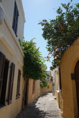 Çiçekli bir bougainvillea çalısı, onsuz Rodos 'un manzaraları düşünülemez. Bougainvillea spectabilis, çiçekli bir bitki türüdür. Rodos, Yunanistan 