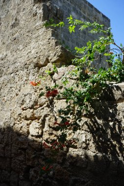 Ortaçağ 'ın Rodos şehrinde kampüs çiçek açıyor. Kampüs, Syn. Trompet sarmaşığı, Bignoniaceae familyasından bir bitki cinsidir. Yunanistan 