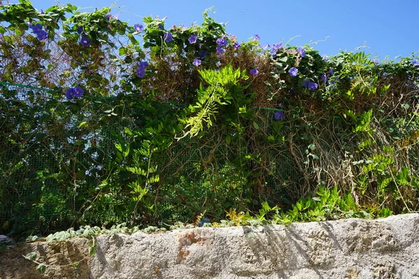 Ipomoea indica, Convolvulaceae familyasından, mavi sabah zaferi, koali awa ve mavi şafak çiçeği türü. Rodos, Yunanistan