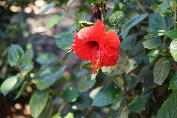 Red Chinese Hibiscus Flower Rhodes City Hibiscus Rosa Sinensis Chinese — Stock Photo, Image