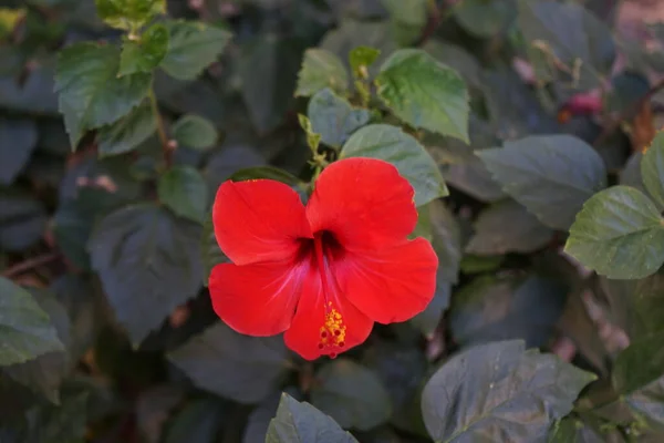 Rote Chinesische Hibiskusblüte Der Stadt Rhodos Hibiscus Rosa Sinensis Chinesischer — Stockfoto