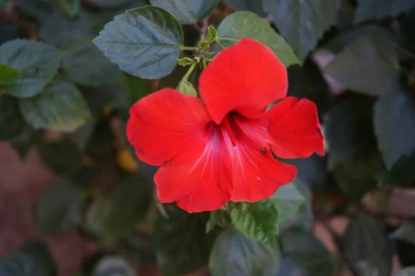 Red Chinese Hibiscus Flower Rhodes City Hibiscus Rosa Sinensis Chinese — Stock Photo, Image