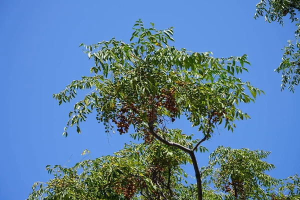 Melia Azedarach Syn Árvore Chinaberry Orgulho Índia Talharim Cape Lilac — Fotografia de Stock