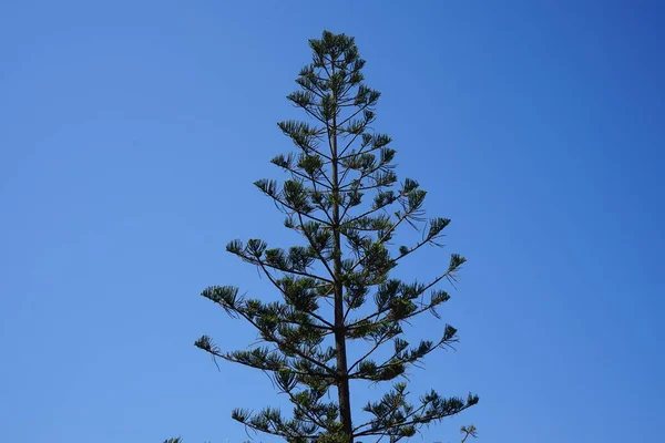 Araucaria Heterophylla Syn Excelsa Sosna Norfolk Island Lub Sosna Norfolk — Zdjęcie stockowe