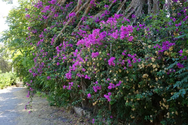 Flowering Bougainvillea Bush Which Landscapes Rhodes Simply Unthinkable Bougainvillea Spectabilis — 图库照片