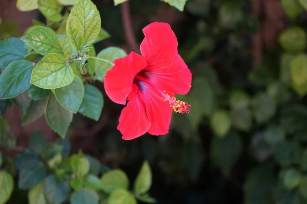 Красный Китайский Цветок Гибискуса Родосе Hibiscus Faba Sinensis Chinese Hawaiian — стоковое фото