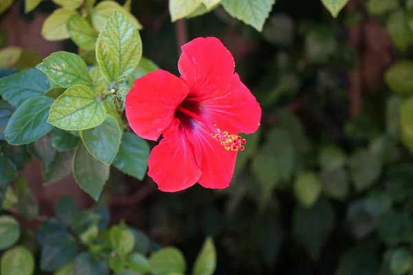 Rote Chinesische Hibiskusblüte Der Stadt Rhodos Hibiscus Rosa Sinensis Chinesischer — Stockfoto