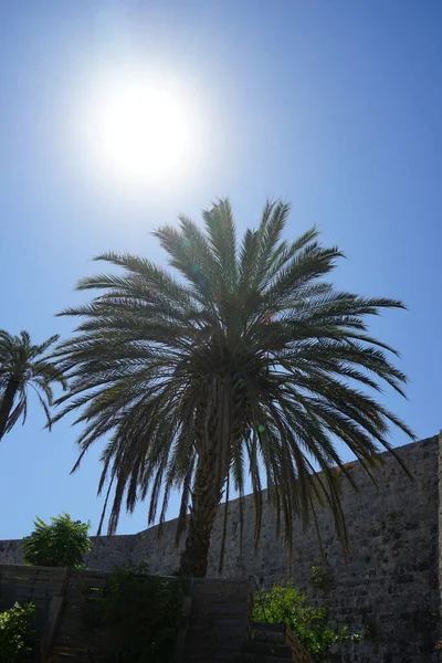 Palmeiras Sol Fundo Céu Azul Rhodes Grécia — Fotografia de Stock