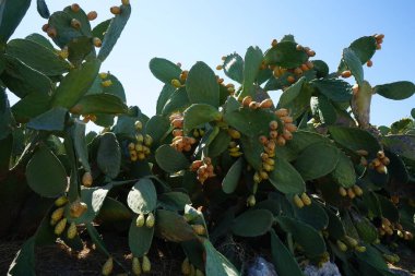 Eylül 'de yenilebilir meyveli Opuntia. Opuntia, kaktüs familyasından çiçek açan bir armut cinsidir. Kolympia, Yunanistan 