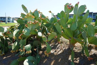 Eylül 'de yenilebilir meyveli Opuntia. Opuntia, kaktüs familyasından çiçek açan bir armut cinsidir. Kolympia, Yunanistan 