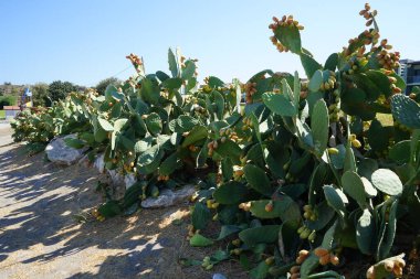 Eylül 'de yenilebilir meyveli Opuntia. Opuntia, kaktüs familyasından çiçek açan bir armut cinsidir. Kolympia, Yunanistan 