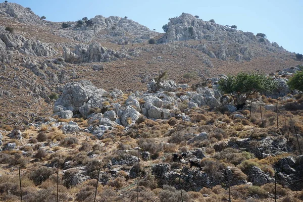 Wild Mountain Goats Descended Mountains Watering Hole Kolympia Rhodes Greece — Stock Photo, Image