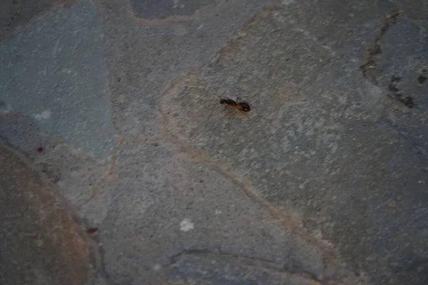 Ants Eusocial Insects Family Formicidae Belong Order Hymenoptera Kolympia Rhodes — стокове фото