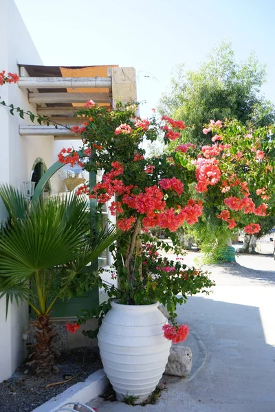 Çiçekli bir bougainvillea çalısı, onsuz Rodos 'un manzaraları düşünülemez. Bougainvillea spectabilis, çiçekli bir bitki türüdür. Kolympia, Rodos, Yunanistan