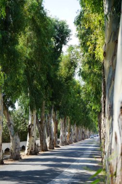 Kolympia köyündeki okaliptüs yolu boyunca su kanalı. Bir su kemeri suyu kaynaktan çok uzaktaki bir dağıtım noktasına taşımak için inşa edilmiş bir su yolu. Rodos, Yunanistan 