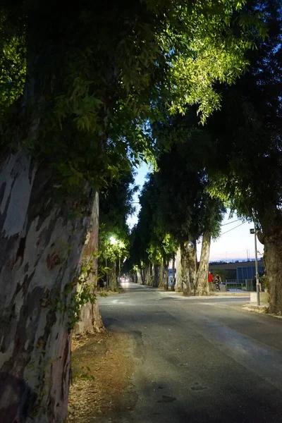 コリンピアの村で有名なユーカリの路地 ユーカリ Euclis ミラクル科マートルケア属の700種以上の開花木 またはマラセルの属です ギリシャのロードス — ストック写真