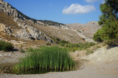 Dağlık bir bölgedeki bataklıkta bataklık bitkisi Acorus calamus. Acorus calamus, syn. : tatlı bayrak, sallanan veya misk faresi kökü, psikoaktif kimyasallarla çiçeklenen bir bitki türüdür. Acoraceae, Acoraceae familyasından uzun, sulak bir tekottur. Kolimpia, Yunanistan