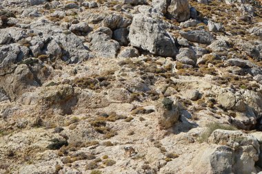 Dağ keçileri dağ yamacında. Kolimpia, Rodos, Yunanistan  