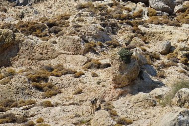 Dağ keçileri dağ yamacında. Kolimpia, Rodos, Yunanistan  