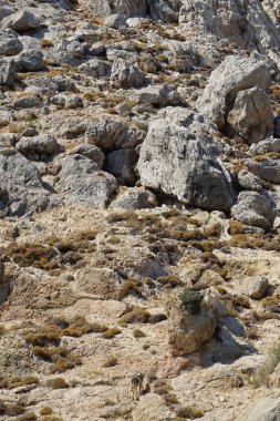 Dağ keçileri dağ yamacında. Kolimpia, Rodos, Yunanistan  