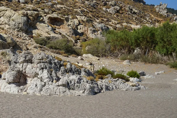 Dağ keçileri dağ yamacında. Kolimpia, Rodos, Yunanistan  