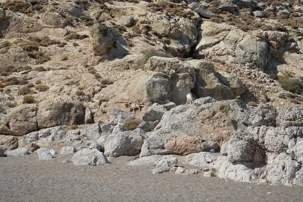 Dağ keçileri dağ yamacında. Kolimpia, Rodos, Yunanistan  