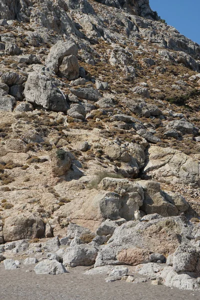 Dağ keçileri dağ yamacında. Kolimpia, Rodos, Yunanistan  