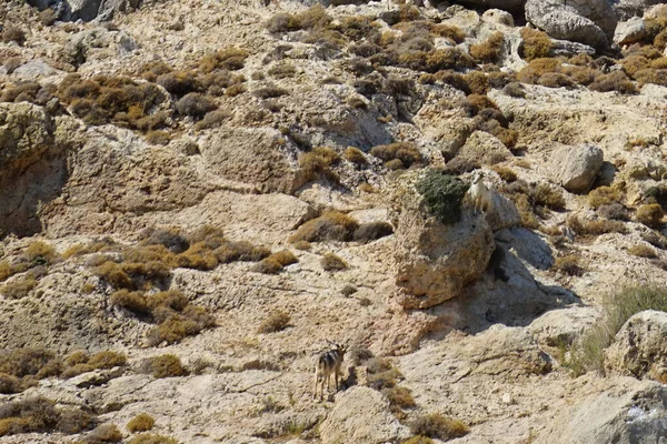 Dağ keçileri dağ yamacında. Kolimpia, Rodos, Yunanistan  