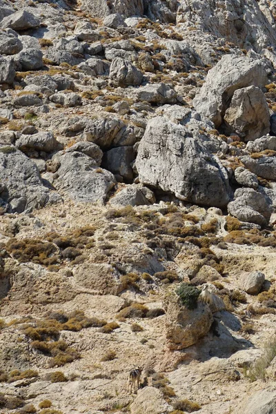 Dağ keçileri dağ yamacında. Kolimpia, Rodos, Yunanistan  