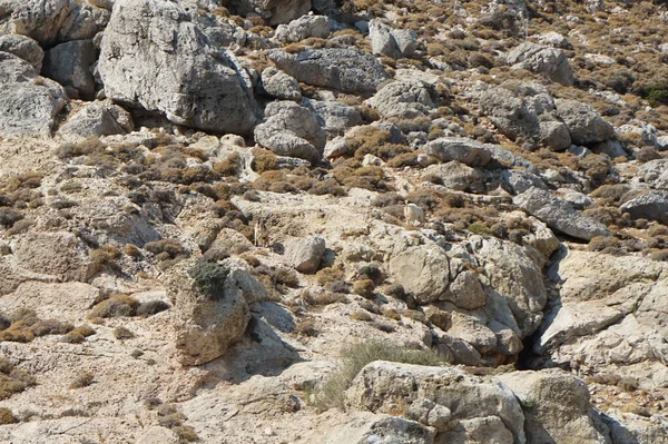 Cabras Salvajes Montaña Ladera Montaña Kolimpia Rodas Grecia —  Fotos de Stock