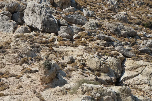Wild Mountain Goats Mountainside Kolimpia Rhodes Greece — стокове фото