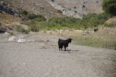 Vahşi dağ keçileri dağlardan su birikintisine indiler. Kolympia, Rodos, Yunanistan    