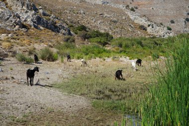 Vahşi dağ keçileri dağlardan su birikintisine indiler. Kolympia, Rodos, Yunanistan   