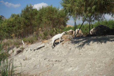 Vahşi bir dağ keçisi dağlardan tatil köyüne indi ve çit boyunca yürüdü. Kolympia, Rodos, Yunanistan  