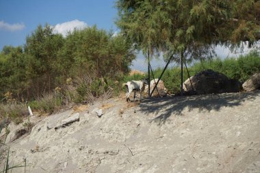 Vahşi bir dağ keçisi dağlardan tatil köyüne indi ve çit boyunca yürüdü. Kolympia, Rodos, Yunanistan  