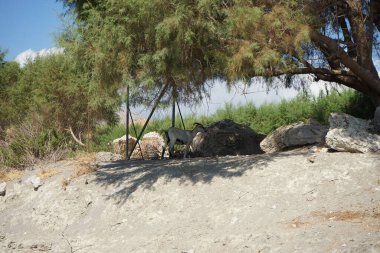 Vahşi bir dağ keçisi dağlardan tatil köyüne indi ve çit boyunca yürüdü. Kolympia, Rodos, Yunanistan  
